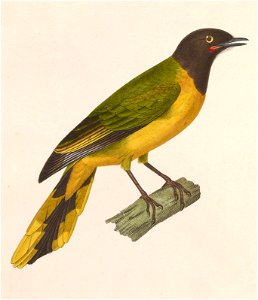 Lobotos lobatus female 1838