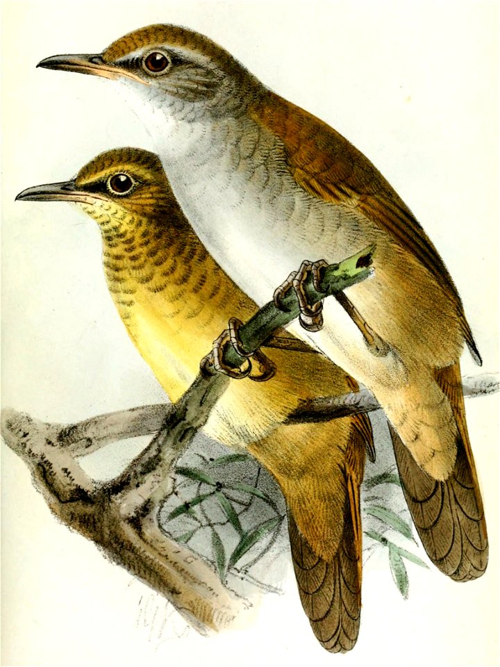 Locustella fasciolata Keulemans