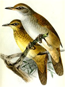 Locustella fasciolata Keulemans