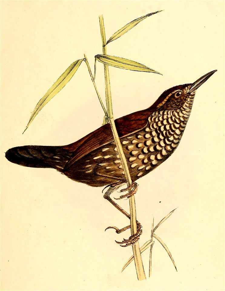 Lochmias nematura 1841