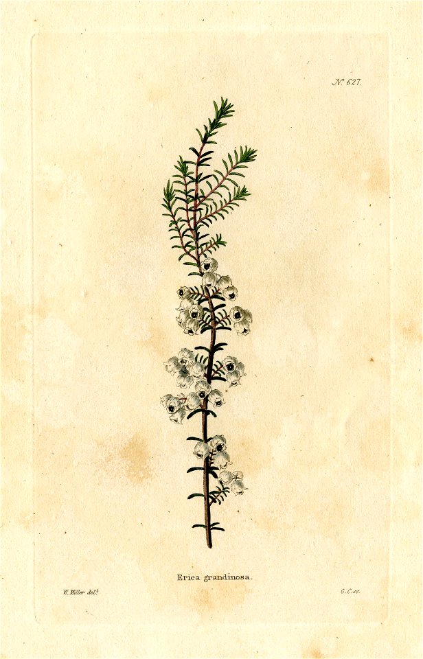 Loddiges 627 Erica grandinosa drawn by W Miller