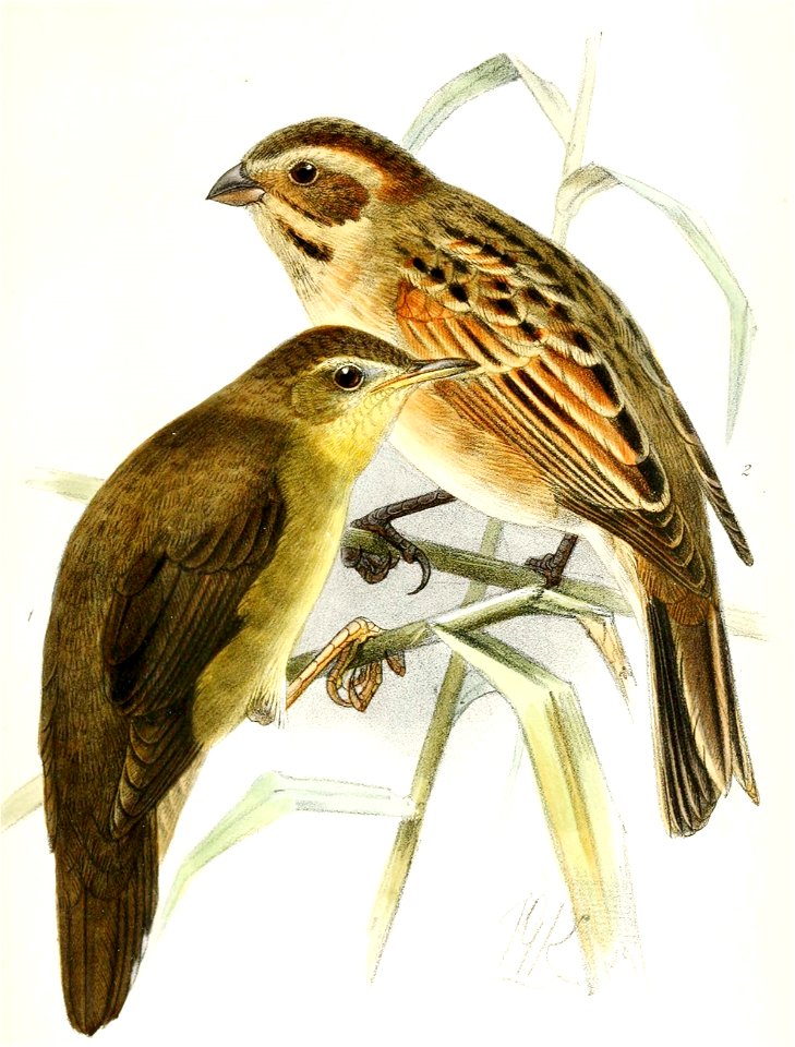 Locustella ochotensis & Emberiza schoeniclus pyrrhulina 1876