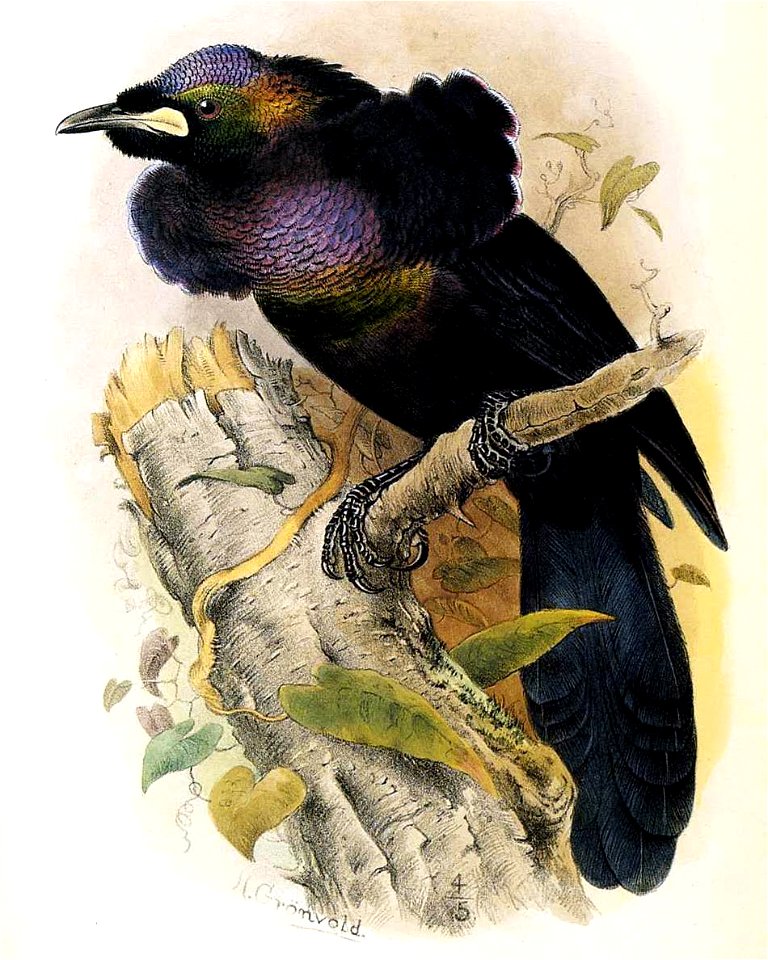 Loborhamphus nobilis