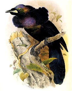 Loborhamphus nobilis