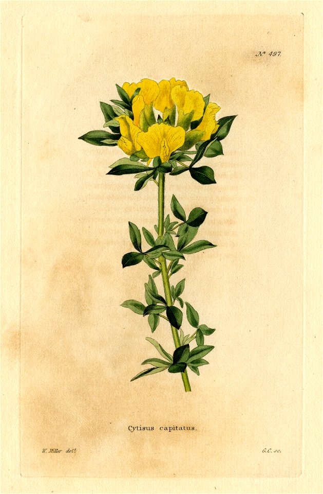 Loddiges 497 Cytisus capitatus drwan by W Miller