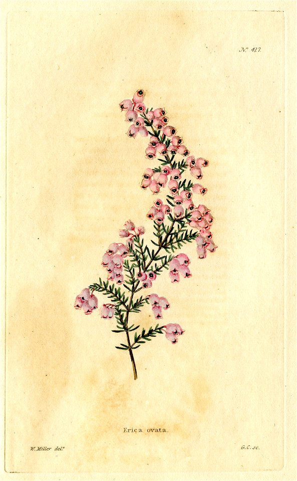 Loddiges 417 Erica ovata drawn by W Miller