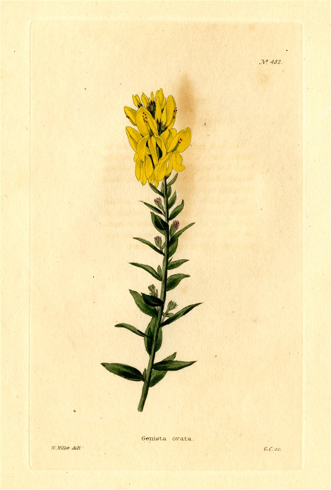 Loddiges 482 Genista ovata drawn by W Miller