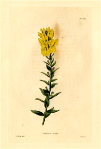 Loddiges 482 Genista ovata drawn by W Miller. Free illustration for personal and commercial use.