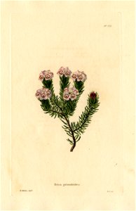 Loddiges 715 Erica primuloides drawn by W Miller. Free illustration for personal and commercial use.