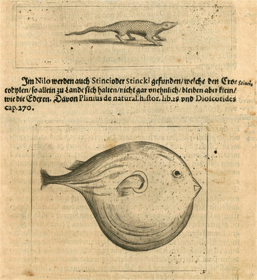Lizard from Cairo region Fish of the Nile - Breuning Von Buchenbach Hans Jacob - 1612
