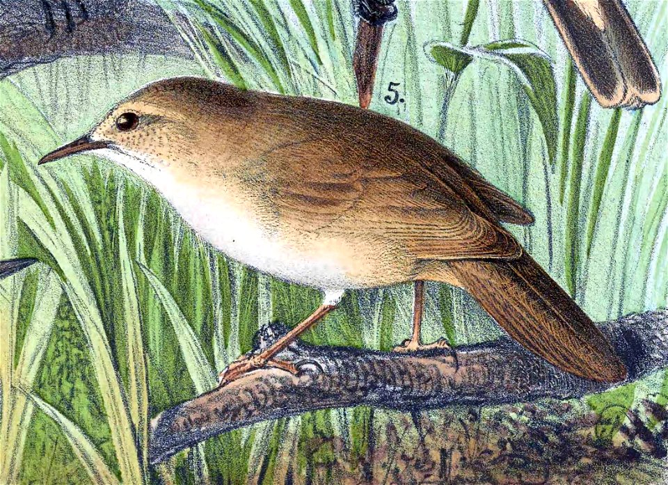 Locustella major major 1889