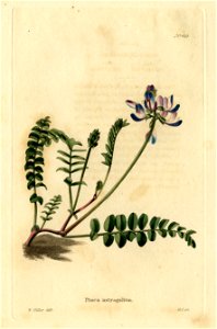 Loddiges 429 Phaca astragalina drawn by W Miller