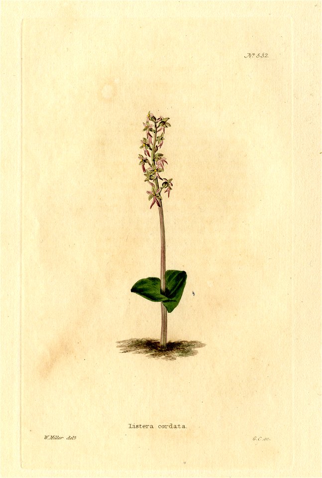 Loddiges 532 Listera cordata drawn by W Miller. Free illustration for personal and commercial use.