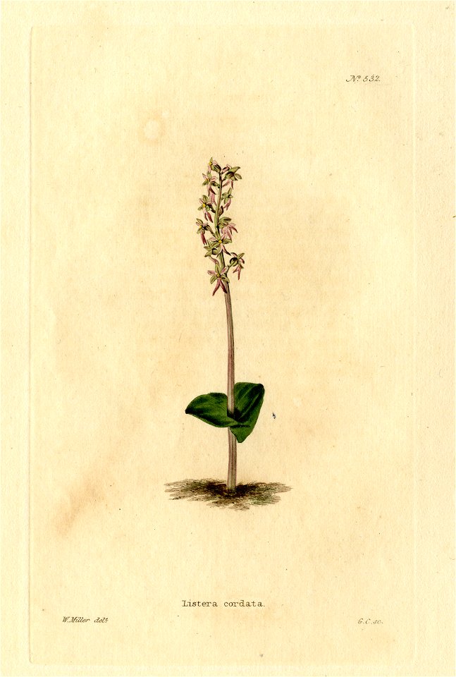 Loddiges 532 Listera cordata drawn by W Miller