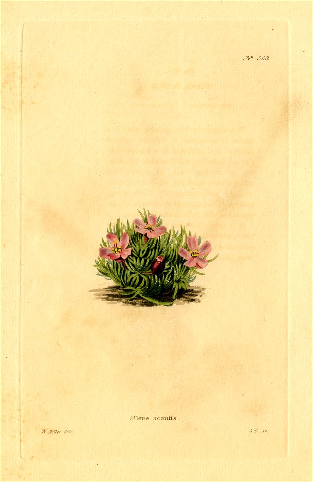 Loddiges 568 Silene acaulis drawn by W Miller