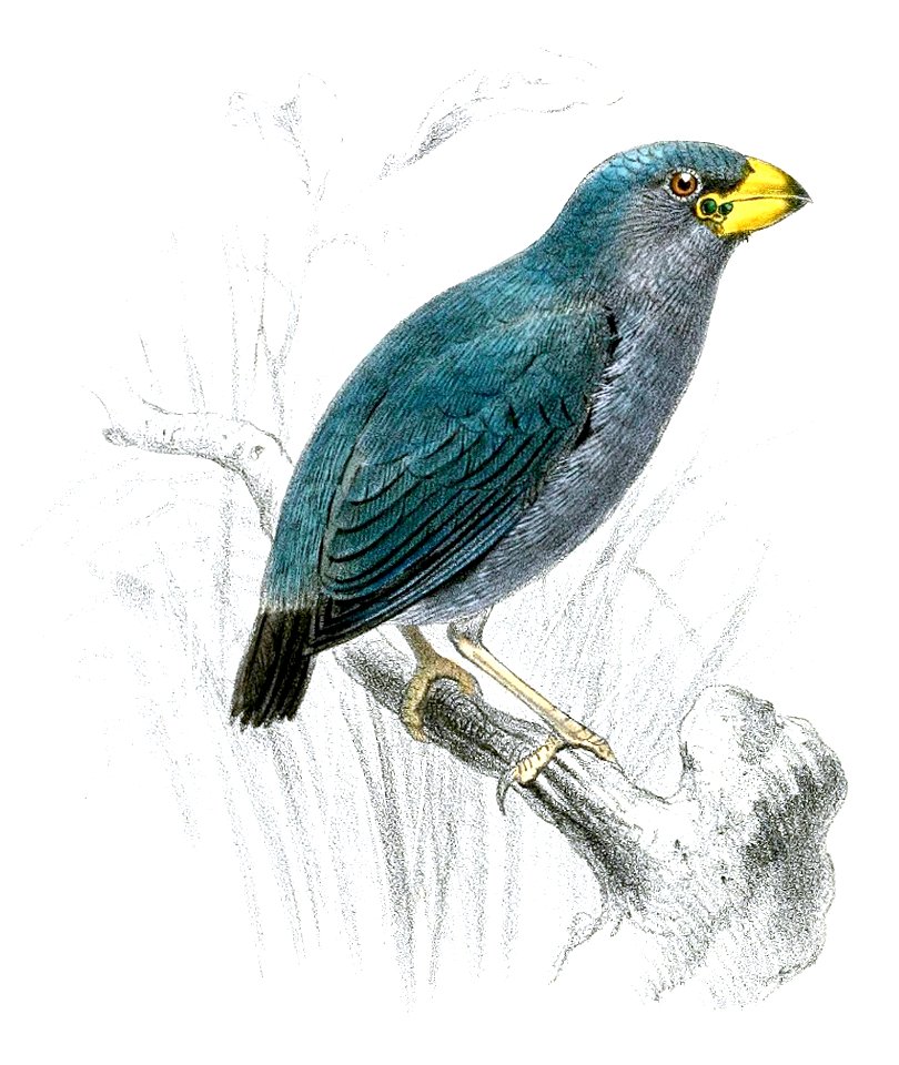 LobiospizaNotabilisSmit