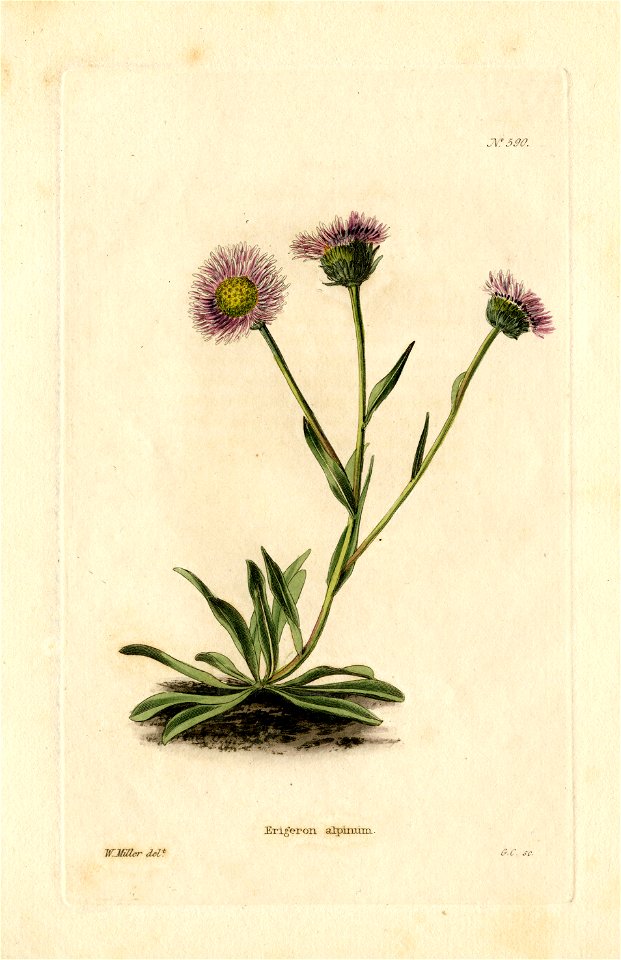 Loddiges 590 Erigeron alpinum drawn by W Miller
