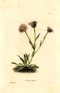 Loddiges 590 Erigeron alpinum drawn by W Miller. Free illustration for personal and commercial use.