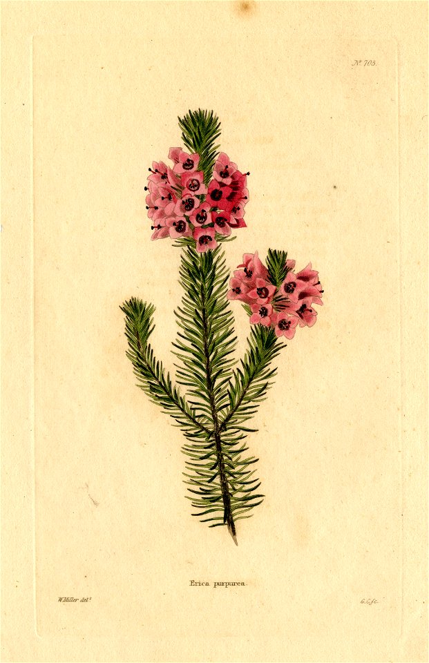 Loddiges 703 Erica purpurea drawn by W Miller. Free illustration for personal and commercial use.