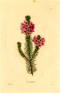 Loddiges 703 Erica purpurea drawn by W Miller. Free illustration for personal and commercial use.