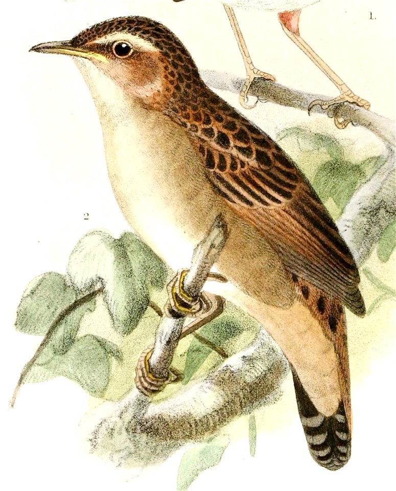 Locustella certhiola 1876