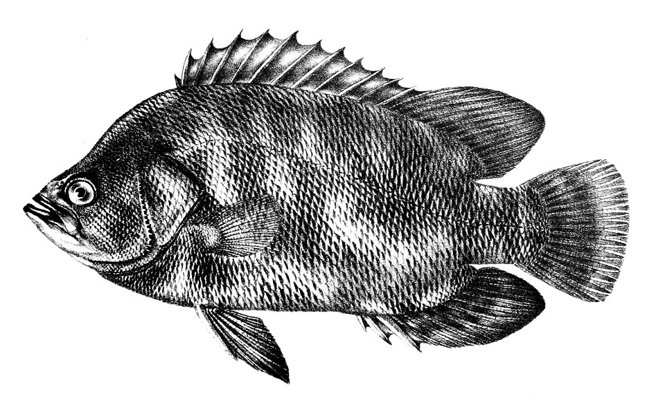 Lobotes surinamensis Ford 21