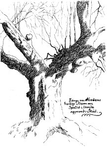 Llange var nordens herlige stamme - long was the nordic glorious tribe