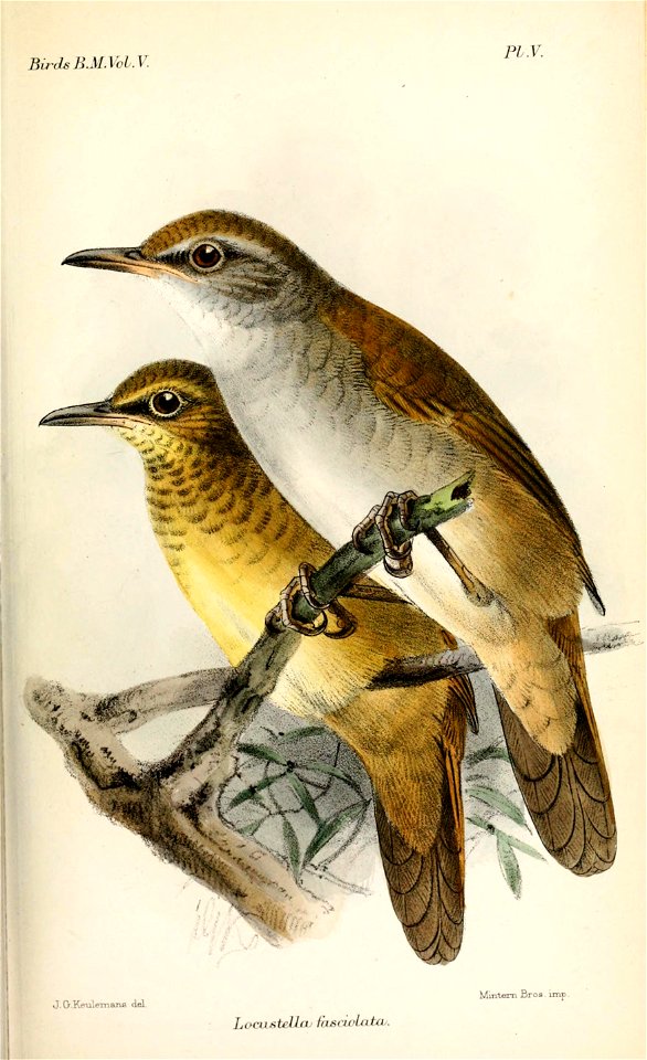LocustellaFasciolataKeulemans