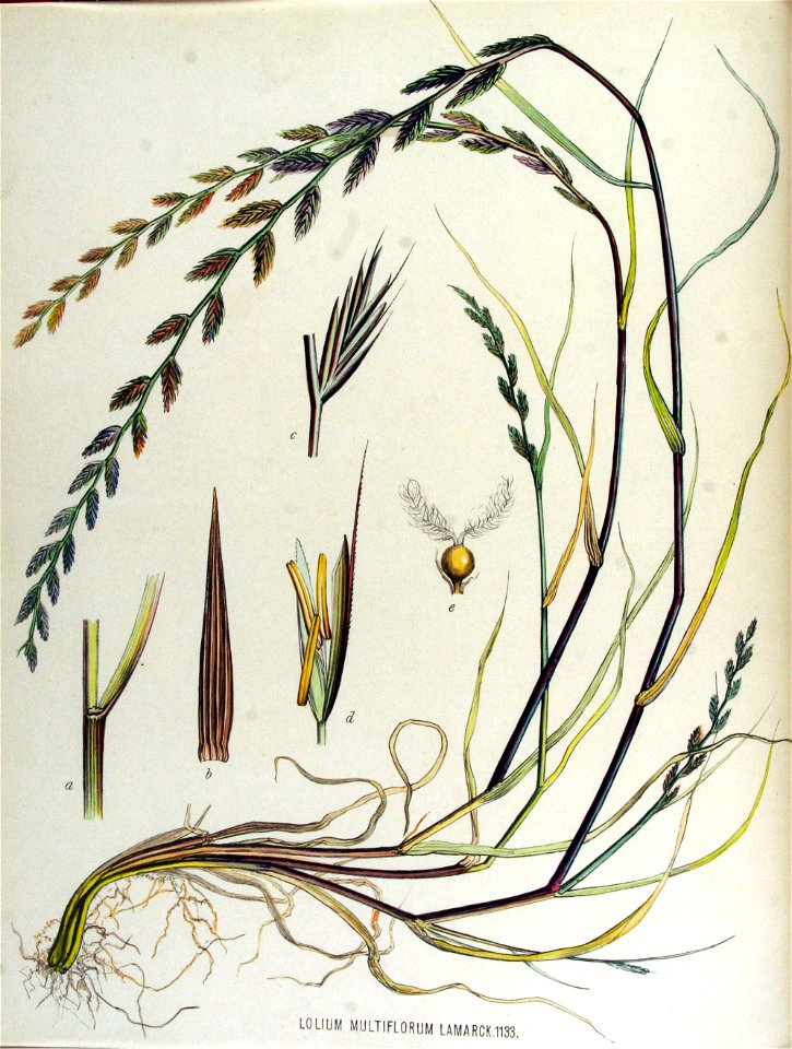 Lolium multiflorum — Flora Batava — Volume v15