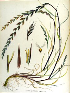 Lolium multiflorum — Flora Batava — Volume v15. Free illustration for personal and commercial use.