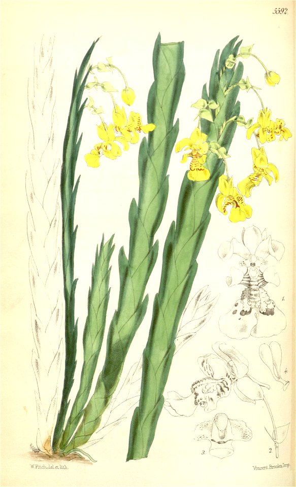 Lockhartia oerstedii (as Fernandezia robusta) - Curtis' 92 (Ser. 3 no. 22) pl. 5592 (1866)