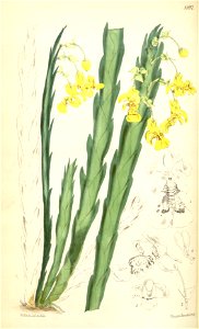 Lockhartia oerstedii (as Fernandezia robusta) - Curtis' 92 (Ser. 3 no. 22) pl. 5592 (1866)