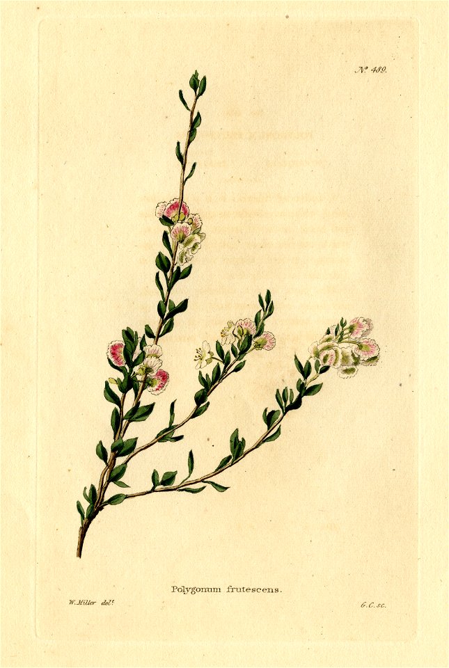 Loddiges 489 Polygonum frutescens drawn by W Miller