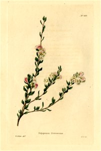 Loddiges 489 Polygonum frutescens drawn by W Miller