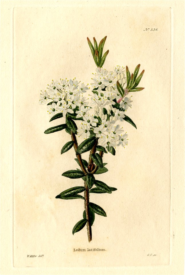 Loddiges 534 Ledum latifolium drawn by W Miller
