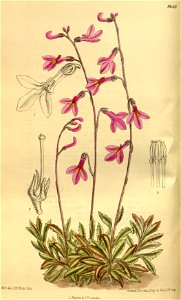 Lobelia holstii 142-8648