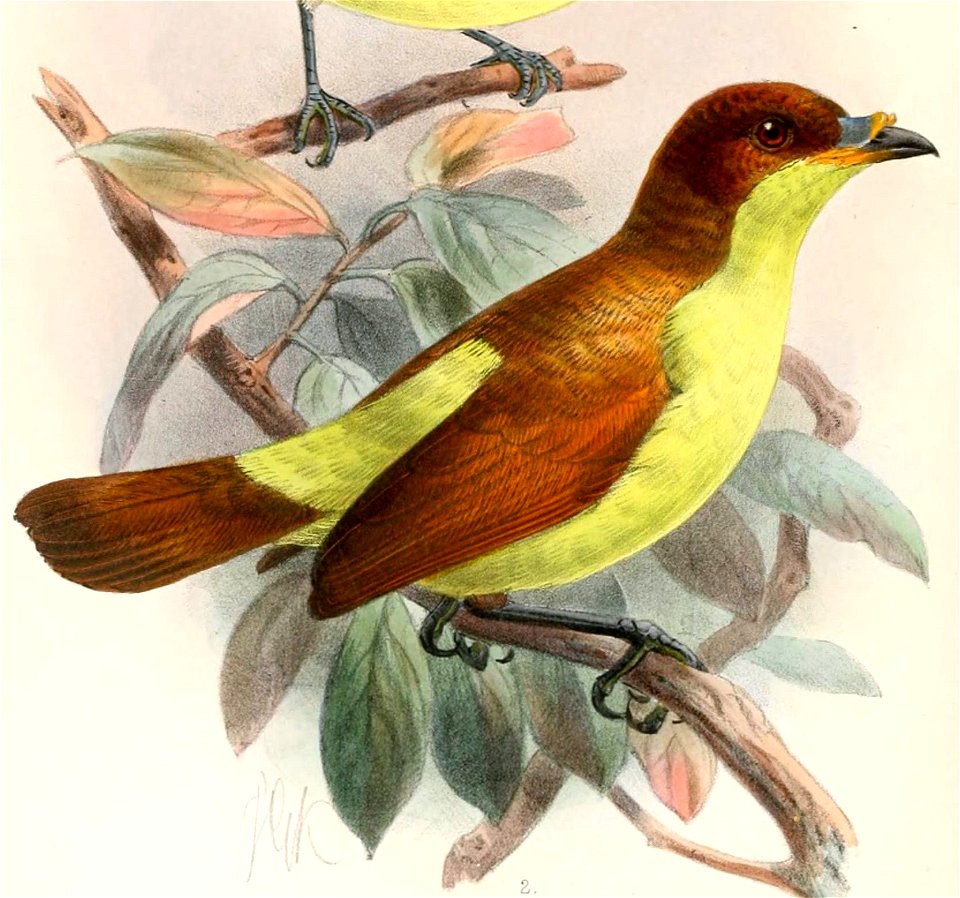 Loboparadisea sericea 1897