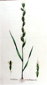 Lolium temulentum — Flora Batava — Volume v11