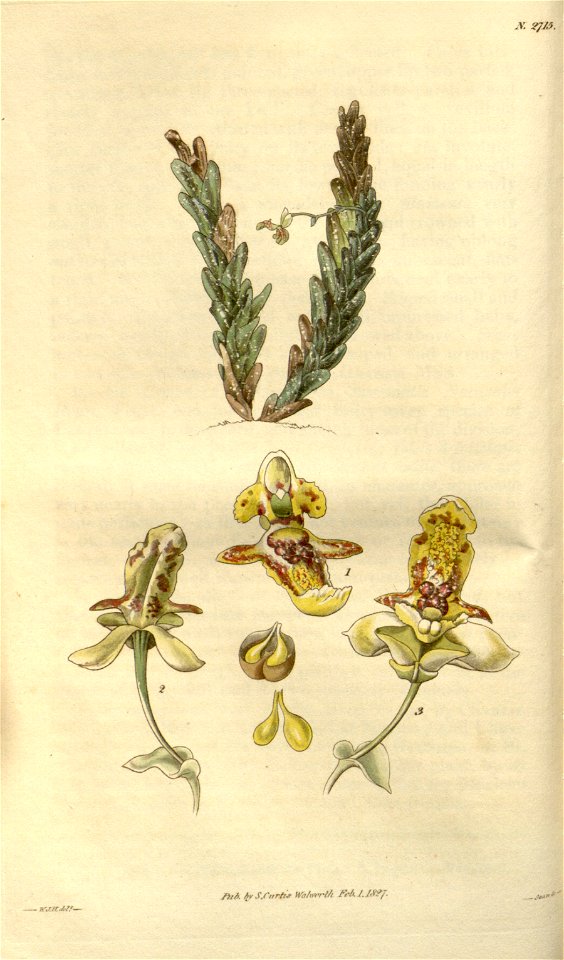Lockhartia imbricata (= L. elegans) - Curtis v. 54 (N.S. 1) (1827) pl 2715
