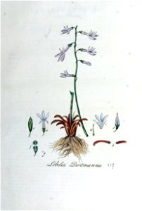 Lobelia dortmanna — Flora Batava — Volume v5
