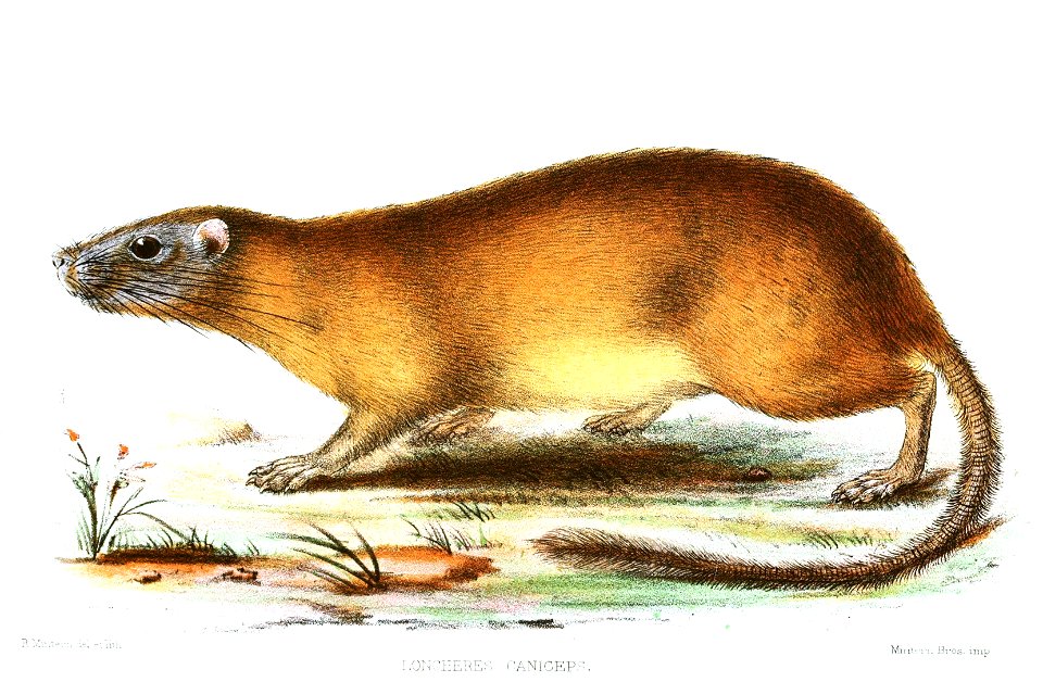 LoncheresCanicepsMintern