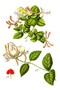 Lonicera spp Sturm44