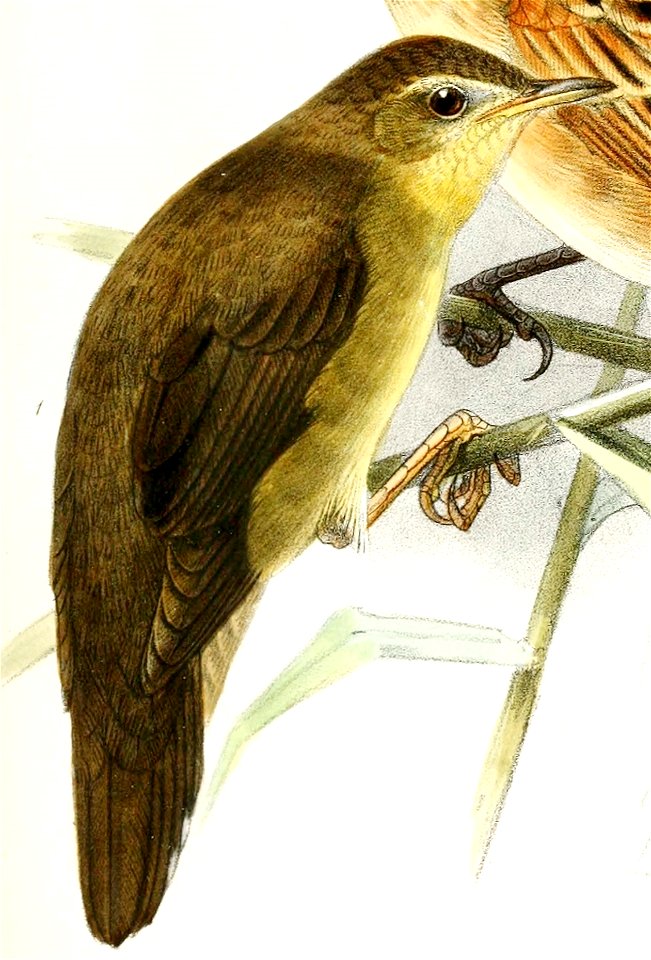 Locustella ochotensis 1876