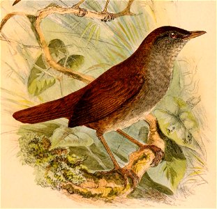 Locustella castanea 1898