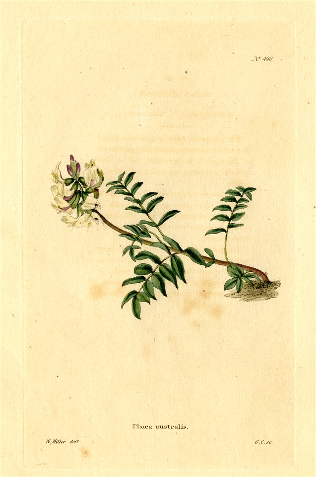 Loddiges 490 Phaca australis drawn by W Miller