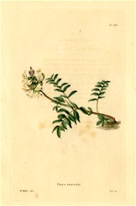 Loddiges 490 Phaca australis drawn by W Miller