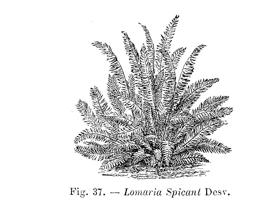 Lomaria spicant (dessin)