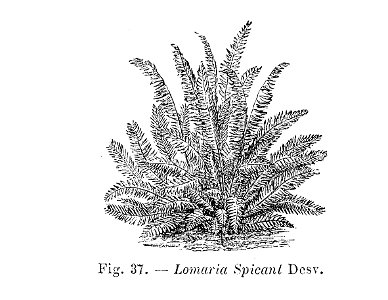 Lomaria spicant (dessin)