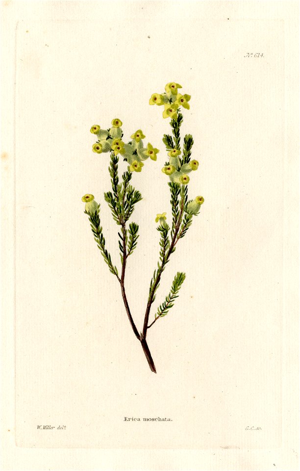 Loddiges 614 Erica moschata drawn by W Miller