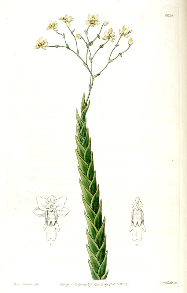 Lockhartia acuta (as Fernandezia acuta) - Edwards vol 21 pl 1806 (1836)